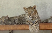 Protecting Arab Leopard in Endangered Yemen