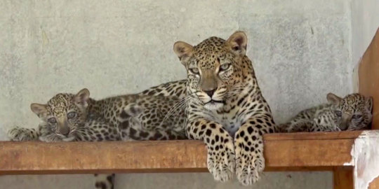 Protecting Arab Leopard in Endangered Yemen