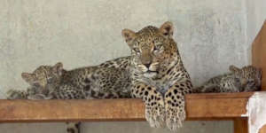 Protecting Arab Leopard in Endangered Yemen