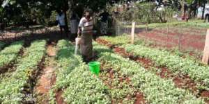 Community plots of seedlings