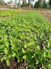 Tomato seedlings