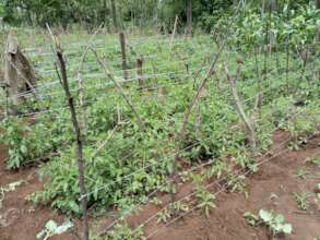 Tomato plants