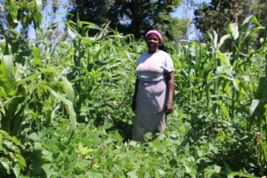 Intercropping Iron Fortified Beans with Maize