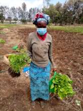 Harvest of seedlings and plants