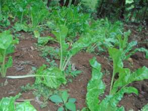 gardens of food