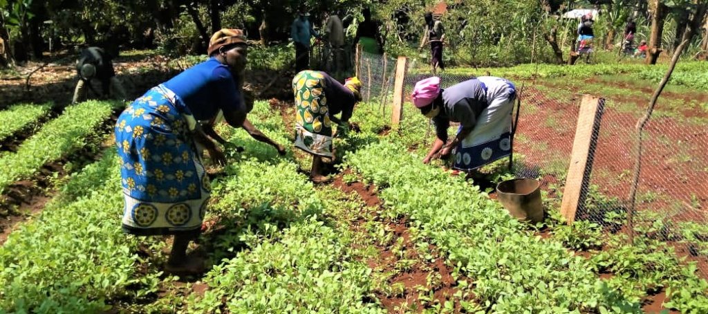 Seedlings & Soap: Promoting Food Security in Kenya