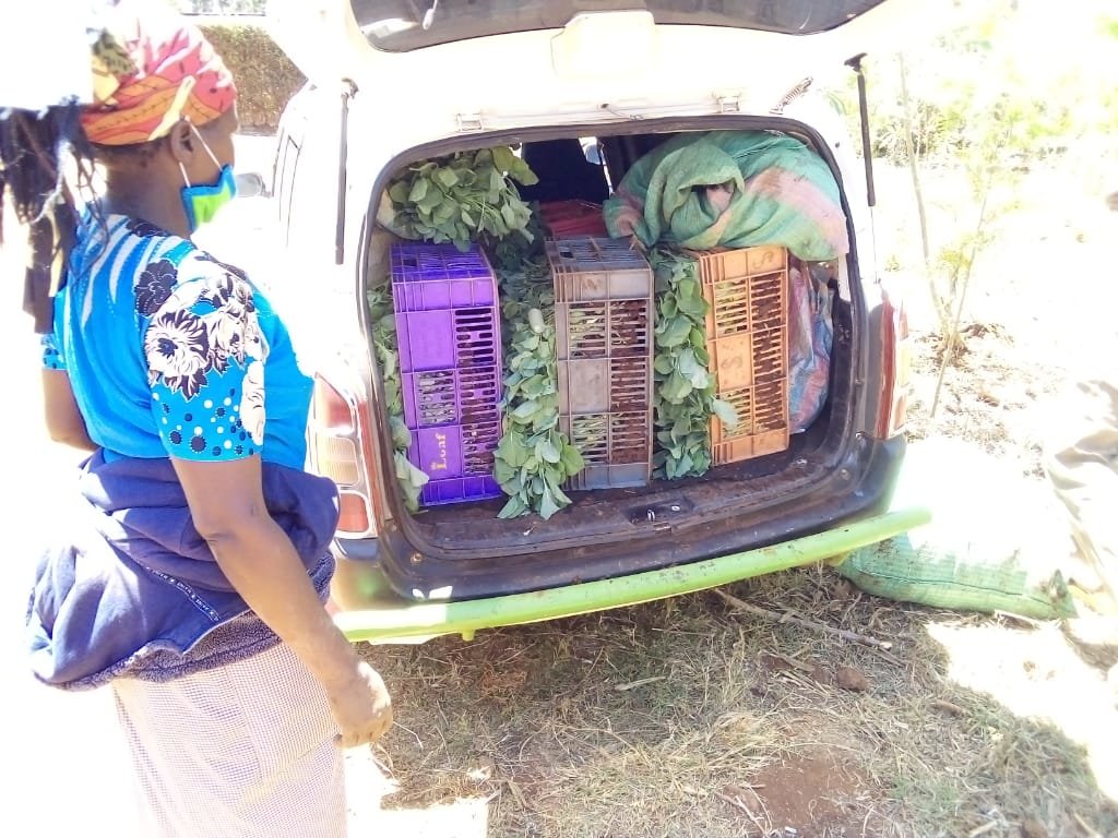 Seedlings & Soap: Promoting Food Security in Kenya