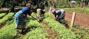 Nursery Gardens for Women's Community Groups