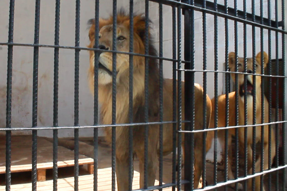 Emergency intervention to save animals in zoos