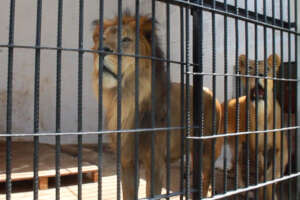 Emergency intervention to save animals in zoos