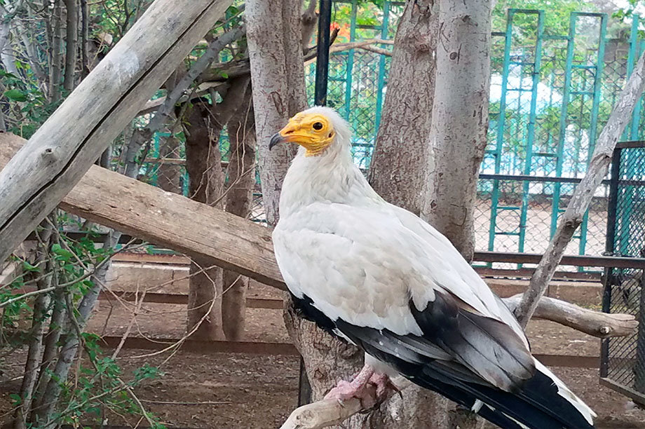 Emergency intervention to save animals in zoos