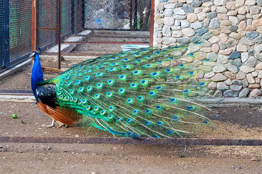 Emergency intervention to save animals in zoos