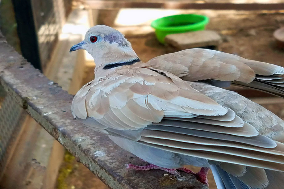 Emergency intervention to save animals in zoos