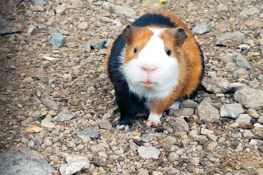 Emergency intervention to save animals in zoos