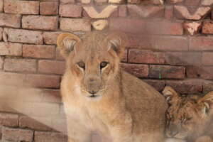 Sanaa Zoo