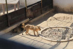 Sanaa Zoo