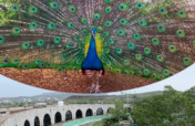 Taiz Zoo is a Means of Protection from Extinction