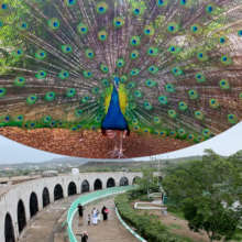 Taiz Zoo is a Means of Protection from Extinction
