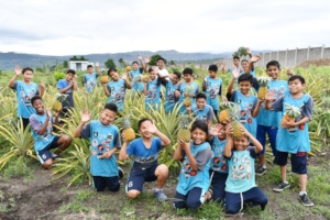 Growing pineapples at school, Amarateca, Honduras