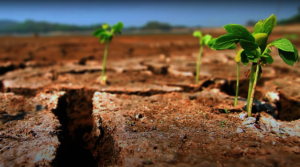 Research for evidence based food security planning