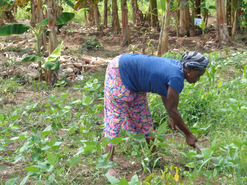 Expand Agribusiness for 150 Women & Girls in Ghana