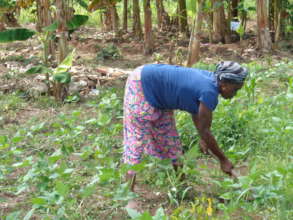 Expand Agribusiness for 150 Women & Girls in Ghana