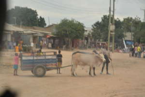 Kikuyu community in Dodoma region