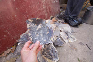 Hawksbill scutes ready to be turned into jewelry