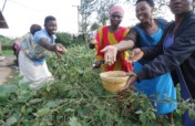 THE NYABIKONI WOMEN CROP GROWERS KABALE - UGANDA