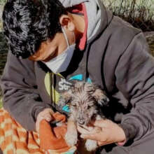 A young puppy with mange getting a bath