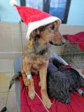 An inpatient suffering from parvo over Christmas