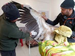 Examining the rescued Himalayan griffin
