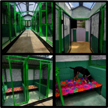 The Manali Strays kennels