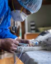 Our vet treating an inpatient