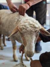 A sheep receives a rabies vaccine after a dog bite