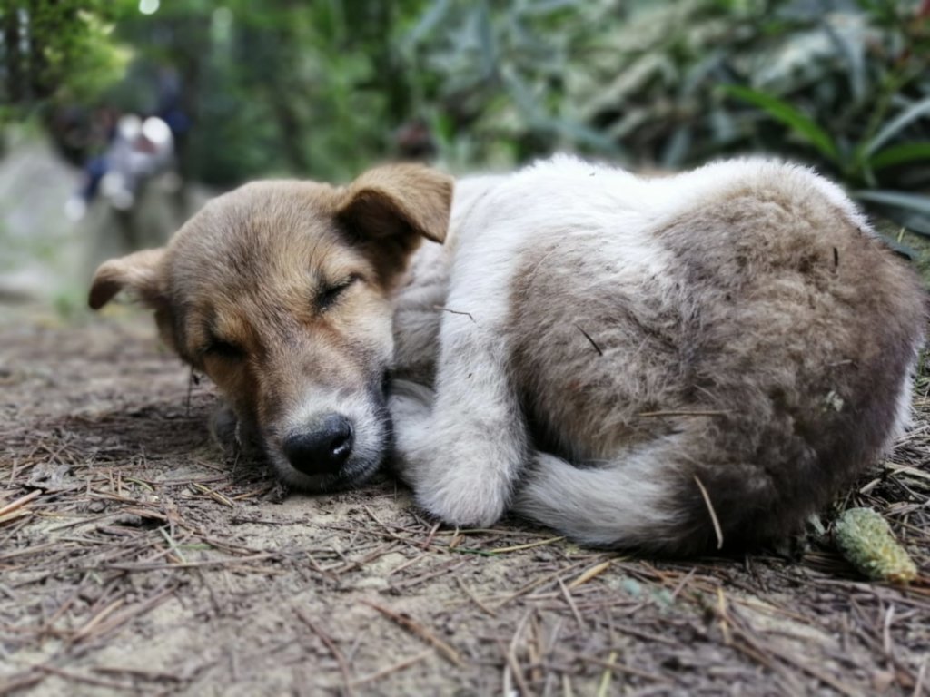 Can you help set up Manali's only animal hospital?