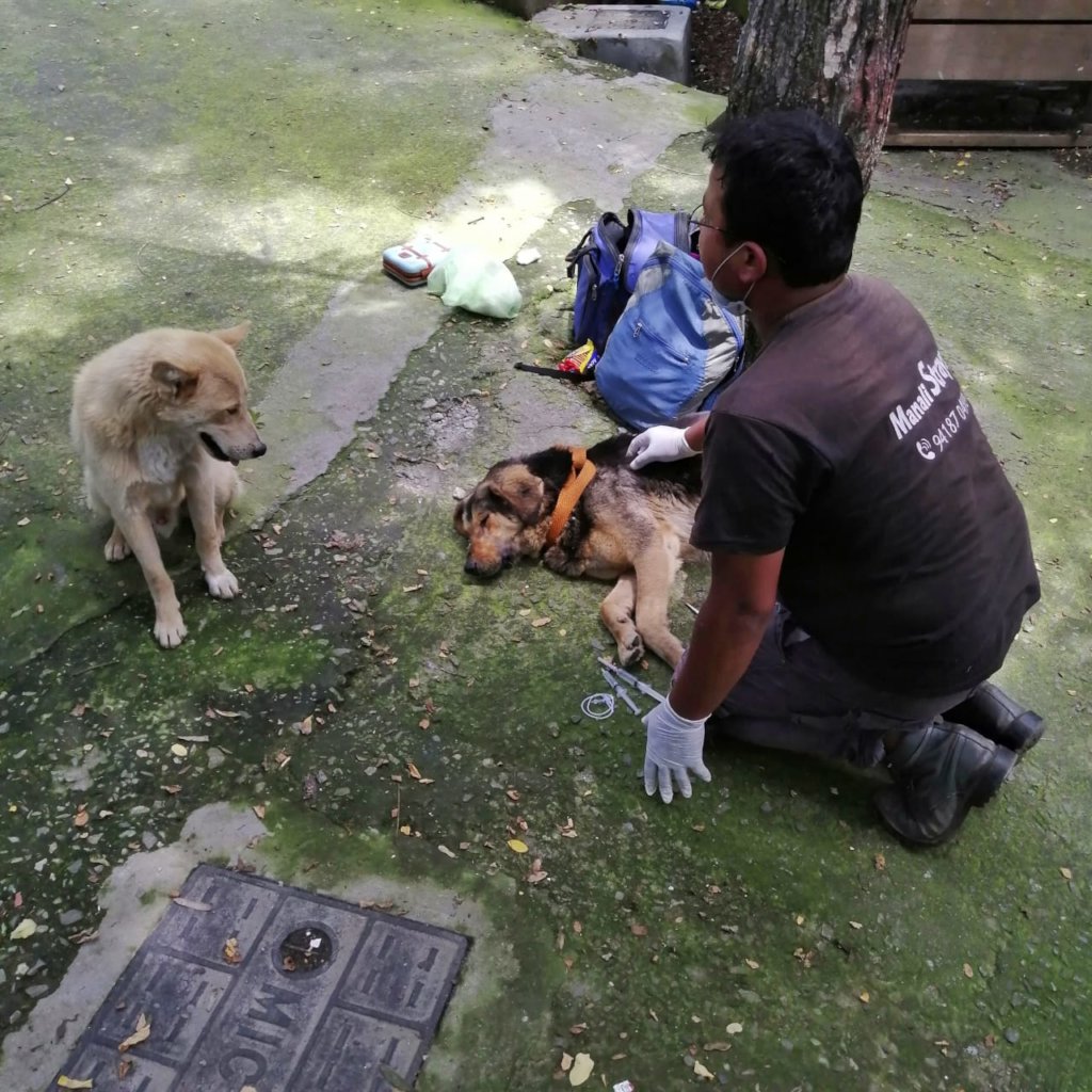 Can you help set up Manali's only animal hospital?