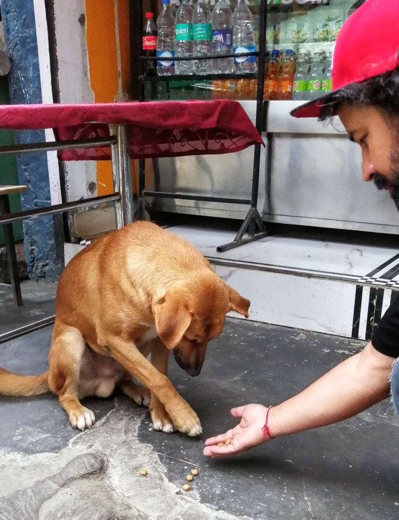 Can you help set up Manali's only animal hospital?