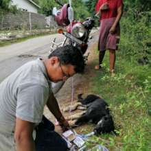 Treating a puppy with parvo virus on the street