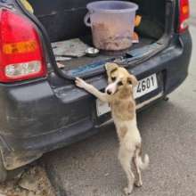 Lockdown stray feeding