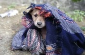 Can you help set up Manali's only animal hospital?