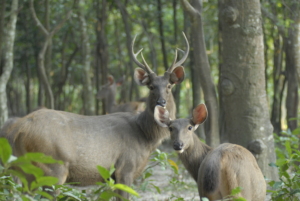 Sambar deer are now listed as Vulnerable