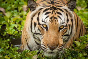 Tigers are functionally extinct in Cambodia.