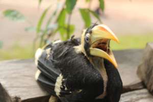 Young hornbill saved from poacher