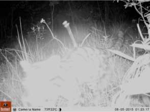 Rare clouded leopard in the Cardamoms