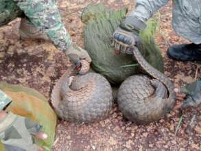 Rescued pangolins ready for release