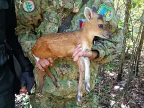 A Red Muntjac rescued from a village in Koh Kong