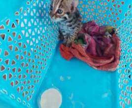 A baby leopard cat found in a village in Pursat