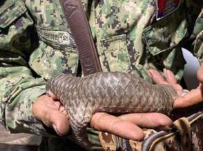 A rescued Sunda pangolin