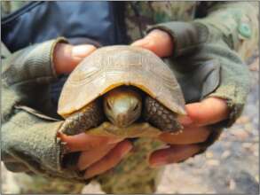 A rescued elongated tortoise